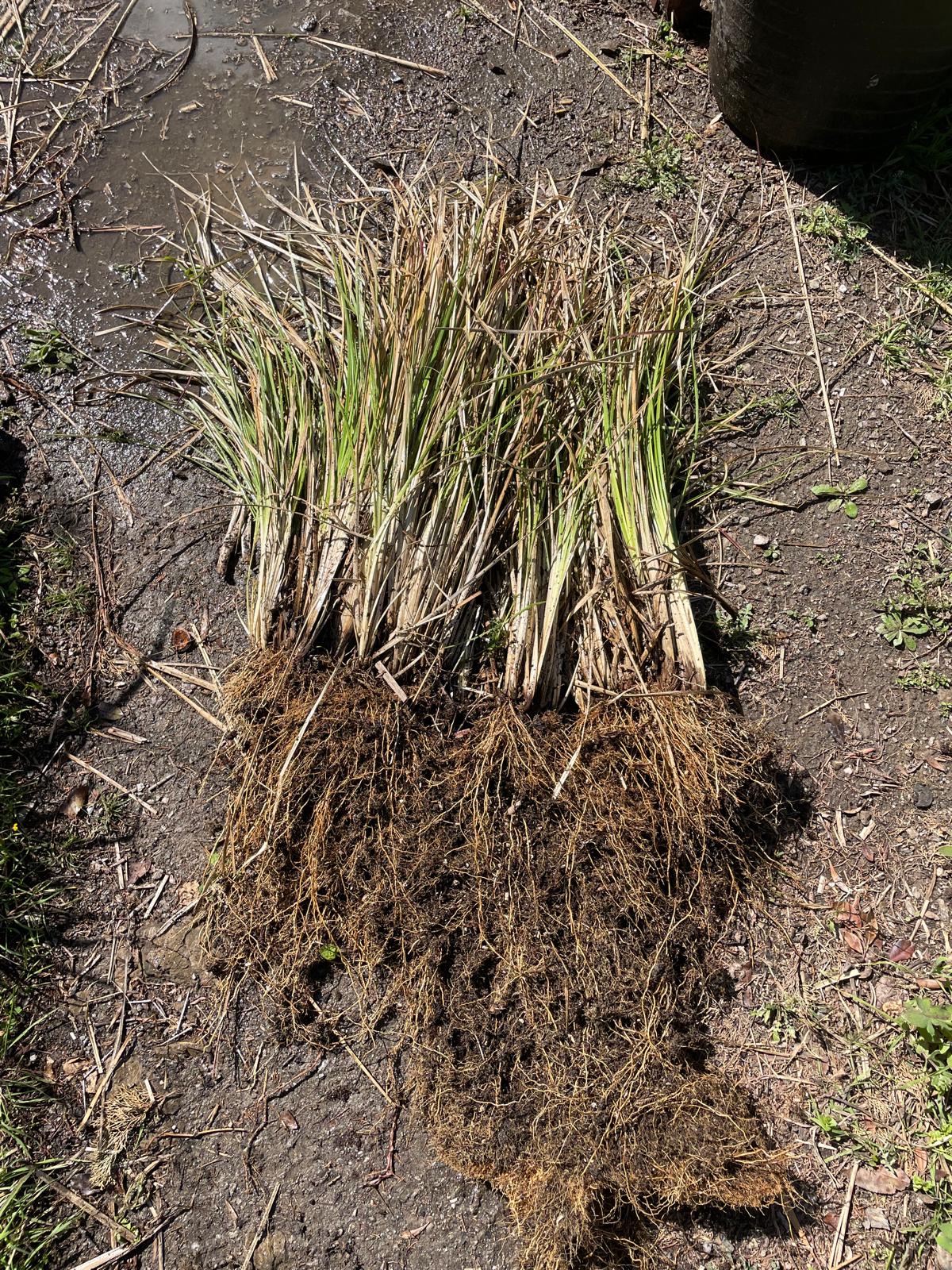 A vetiver plant showing its long fibrous root system