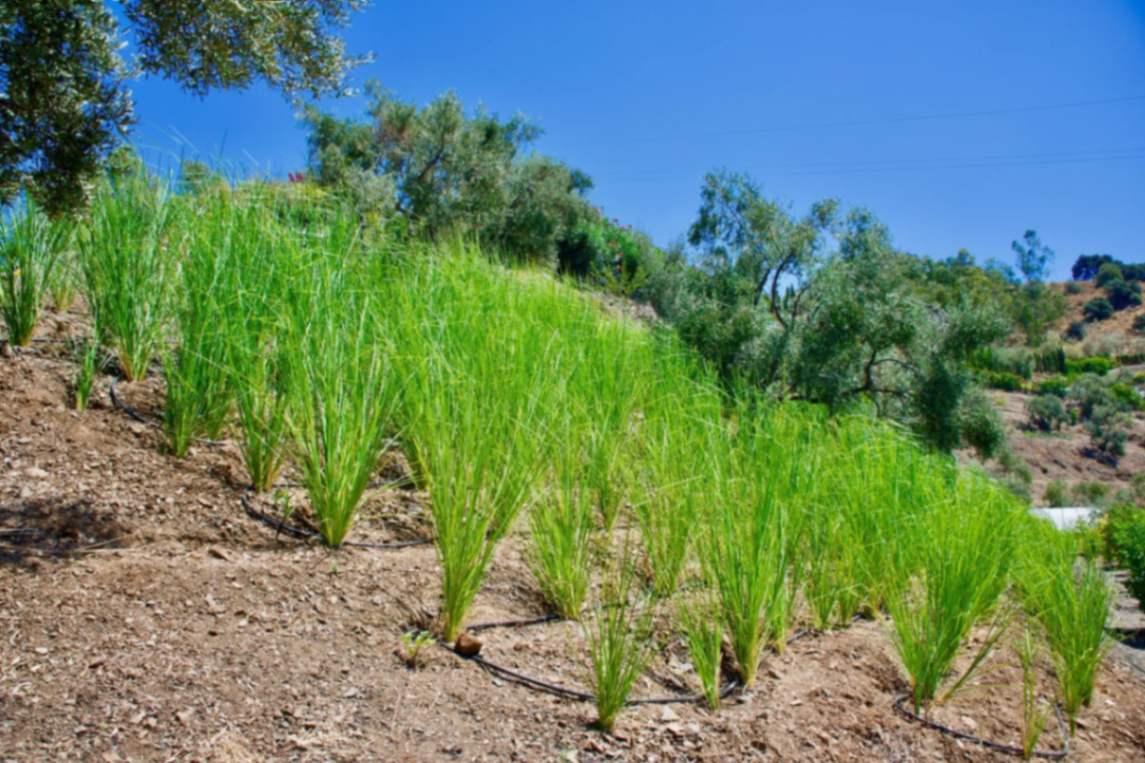 Hill with mature vetiver grass growing on terraces