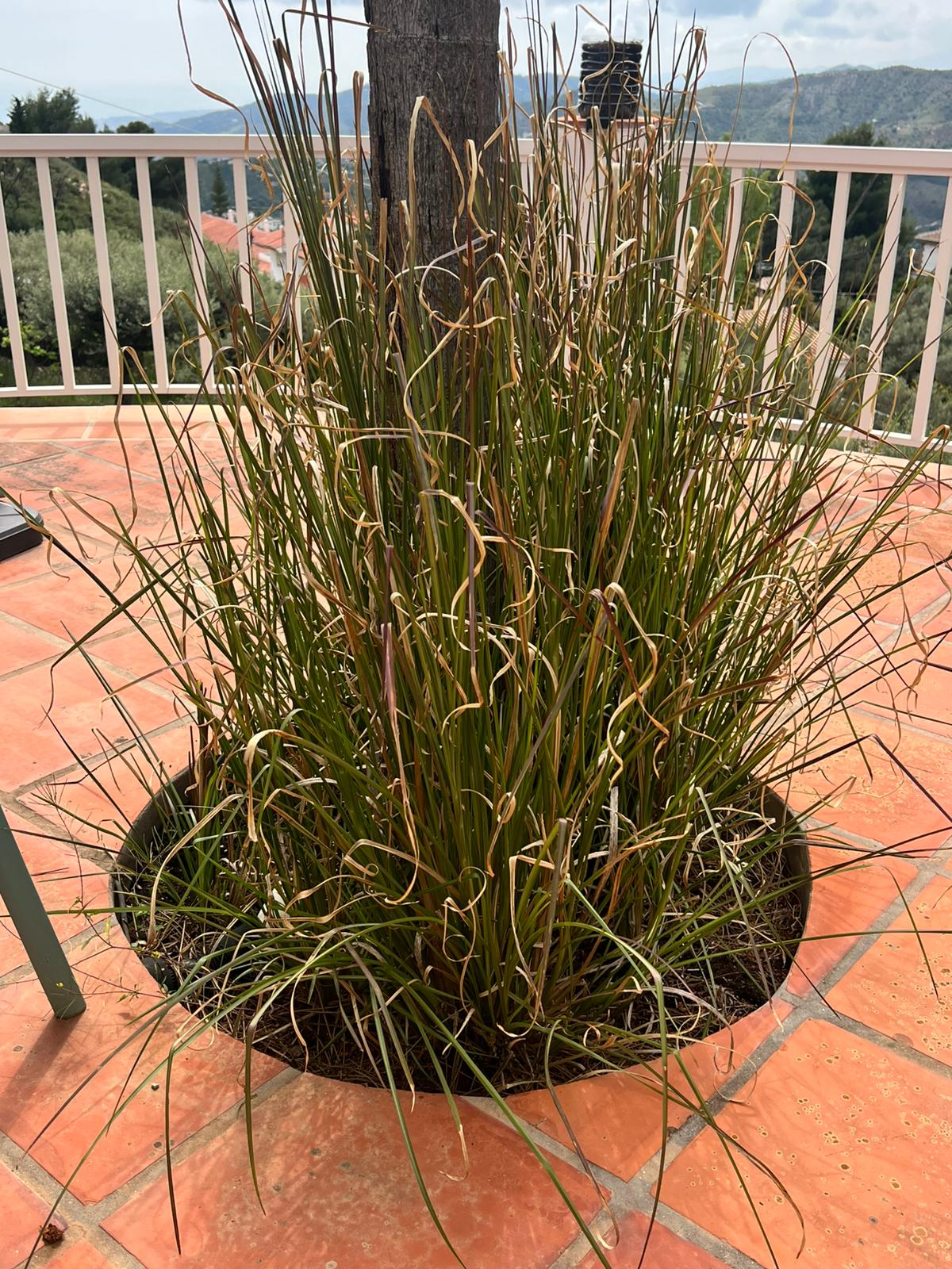 The same Cómpeta plants after 6 months — a full, healthy clump.