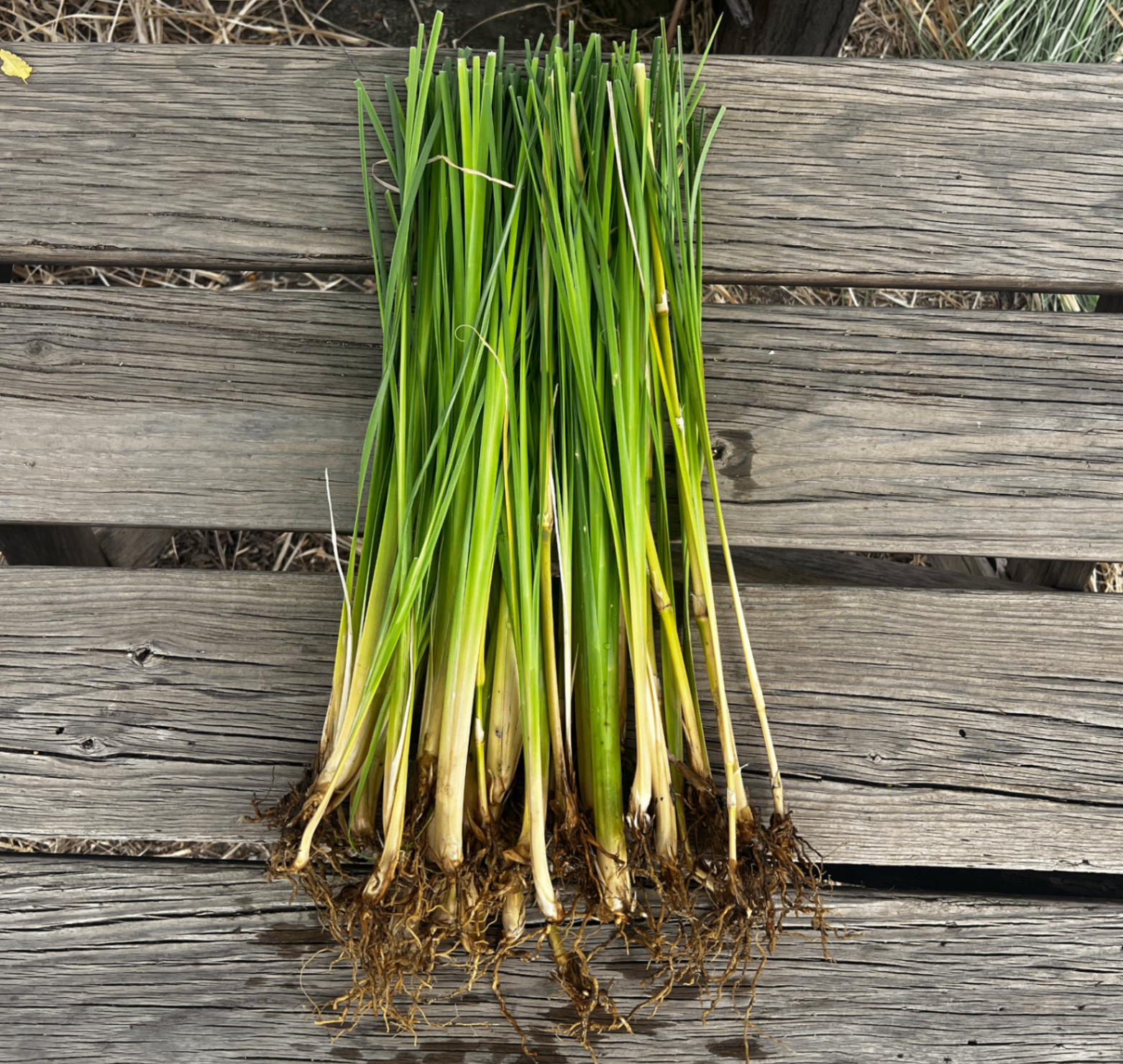 Lemon grass