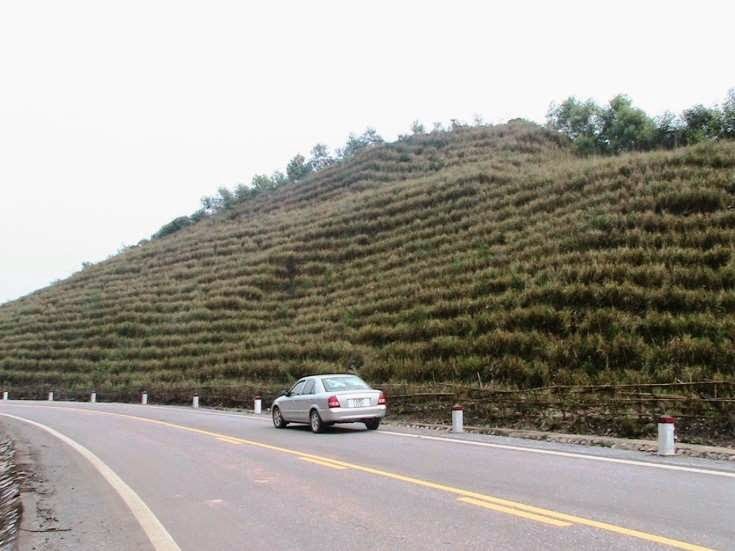Vetiver rows protecting a roadside embankment alongside a mountain road