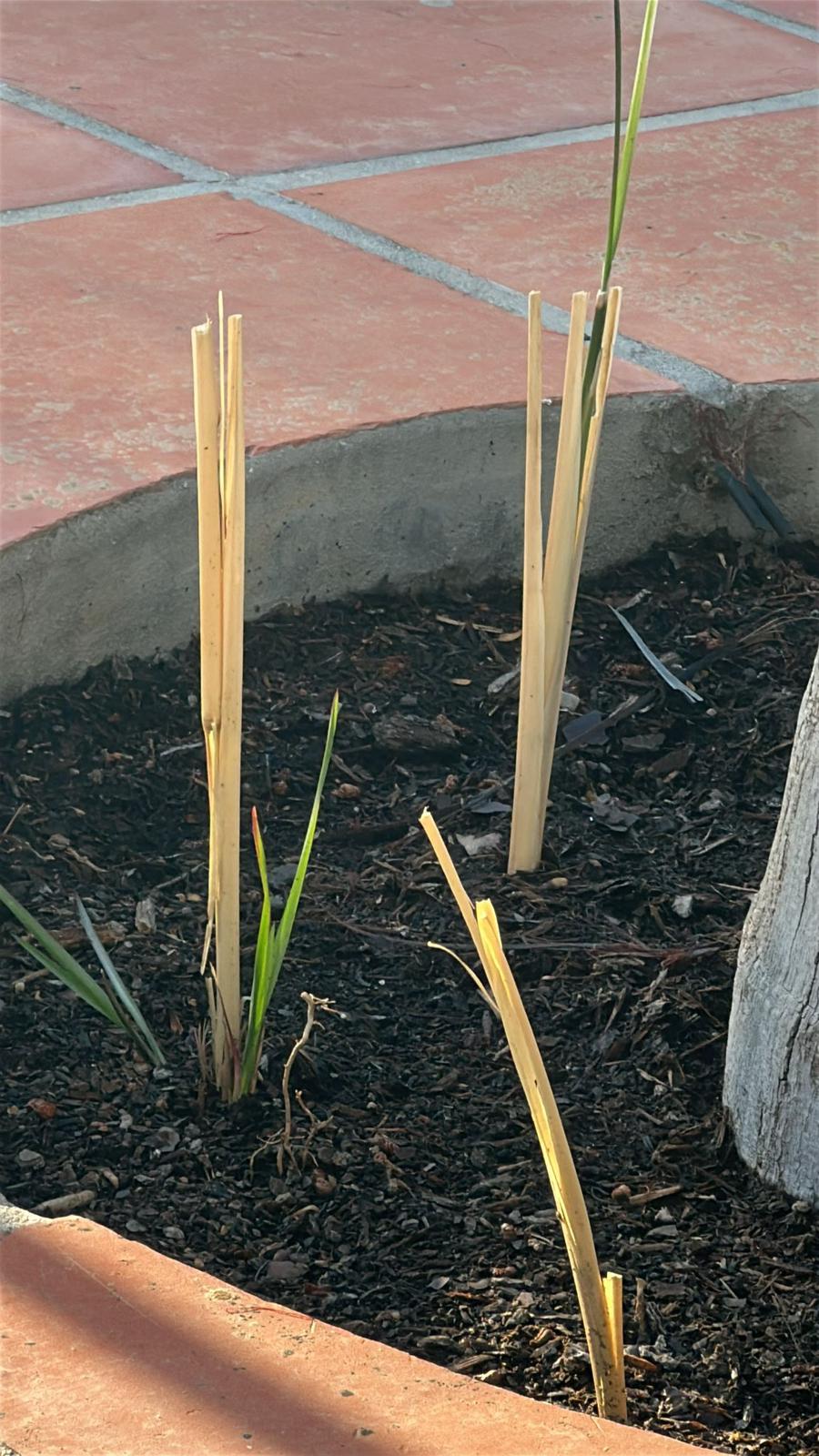 Planted in December in Cómpeta — first green shoots after 3 months.