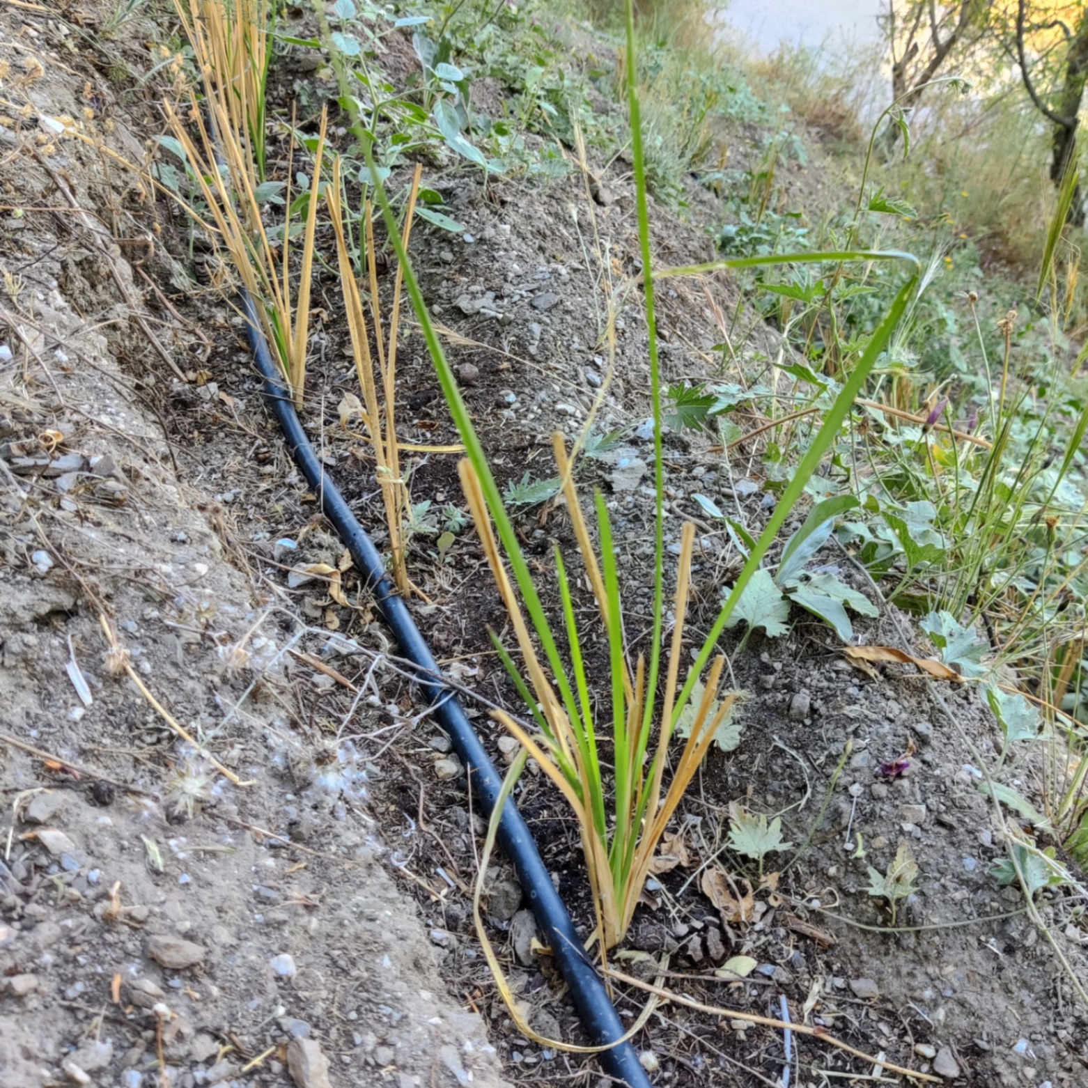 Sayalonga: planted in January, green shoots after 5 months of patience.