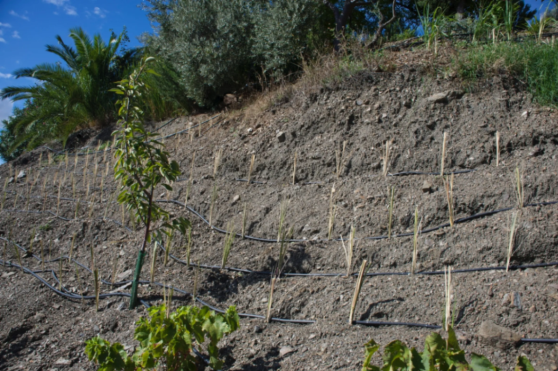 Freshly planted Vetiver
