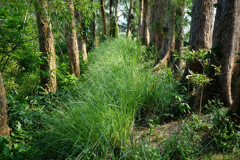 Vetiver growing as part of an agroforestry system among trees