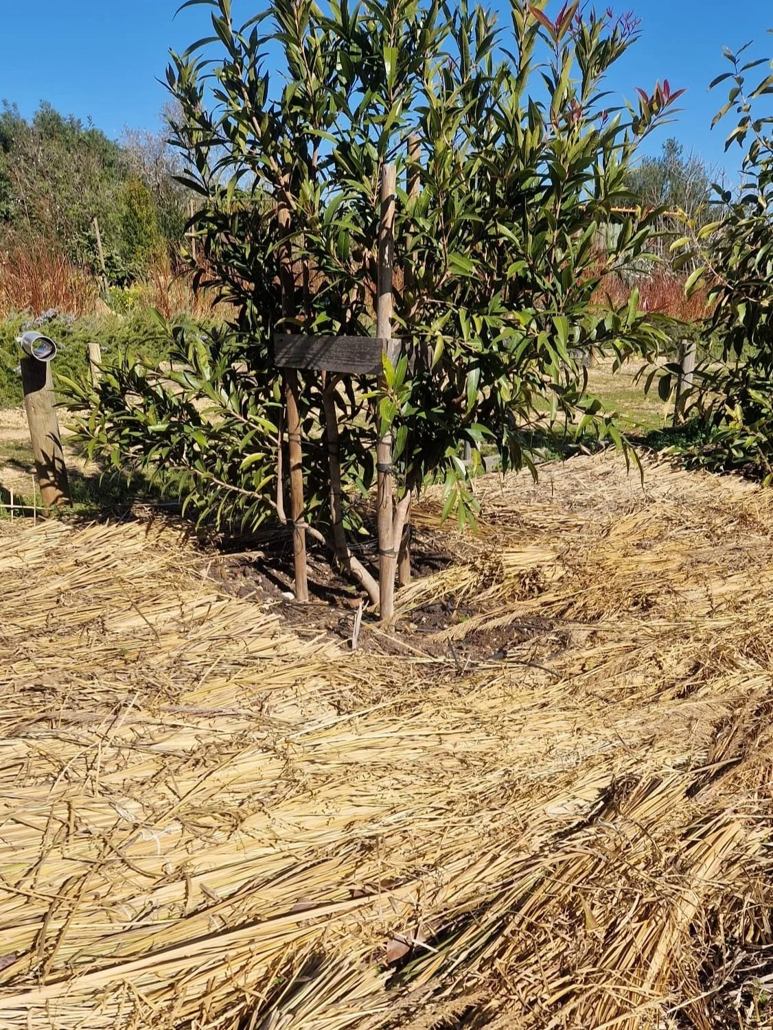 Freshly cut vetiver leaves ready to be used as mulch and compost