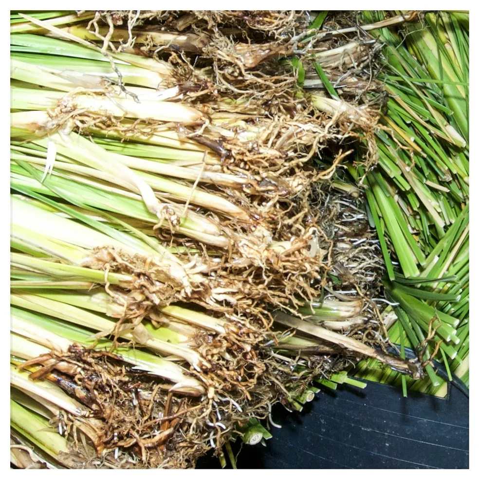 Fresh vetiver slips cut and ready for shipment
