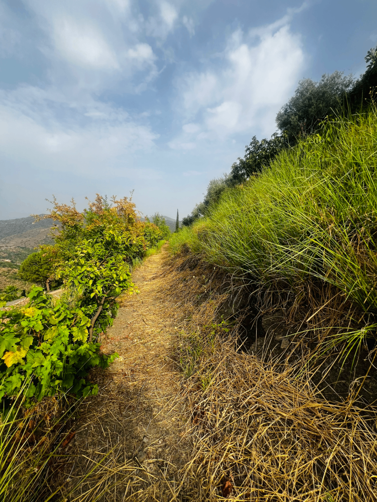 Vetiver path