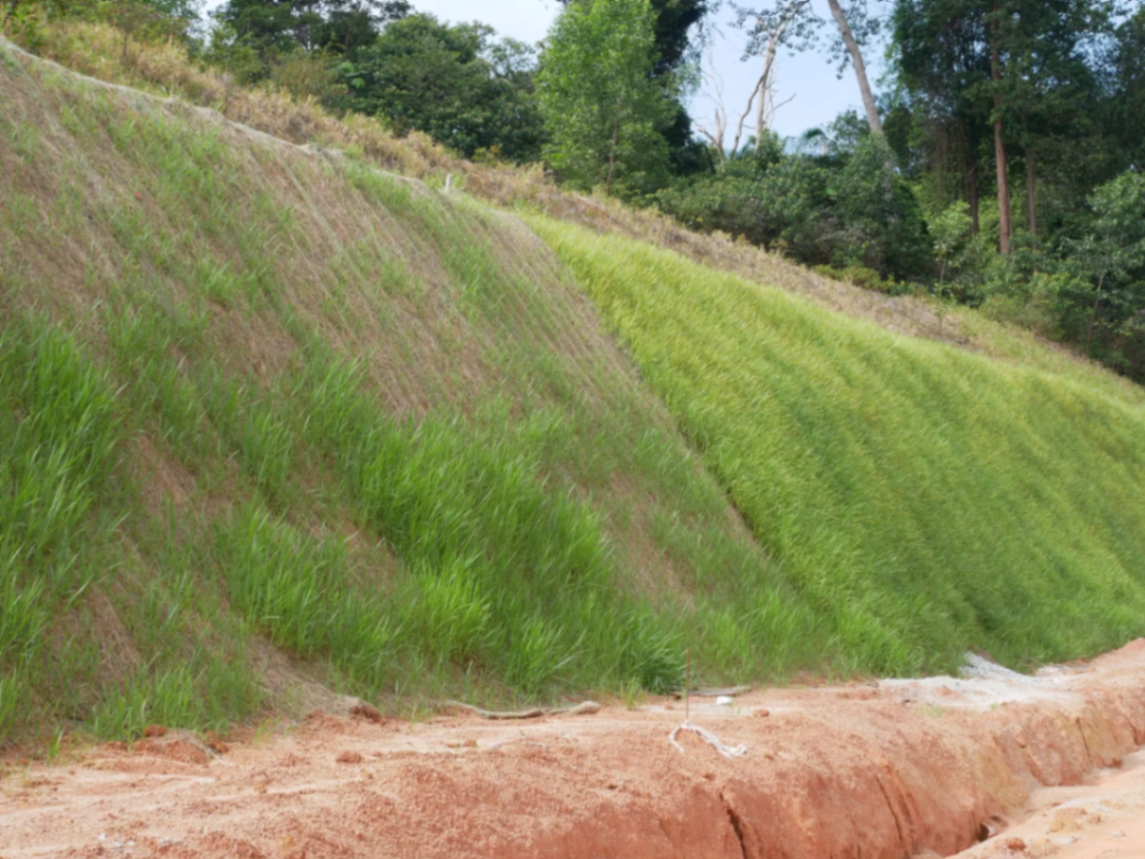 Vetiver recolonising a steep slope after fire or disturbance